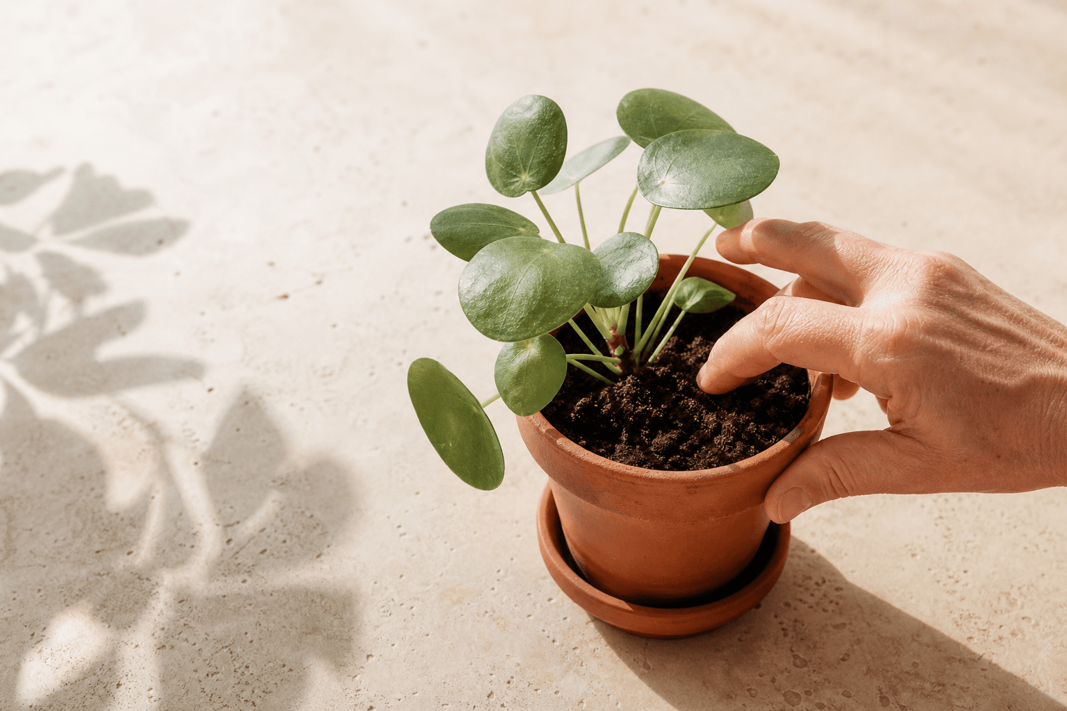 Controllo del terreno di una pianta in vaso